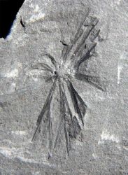 Sphenophyllum myriophyllum